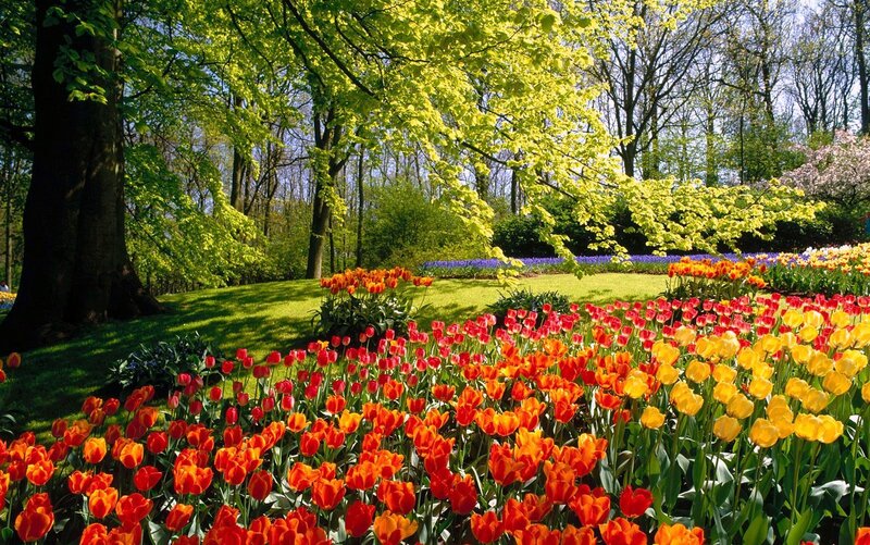 Tulip Fields in Garden