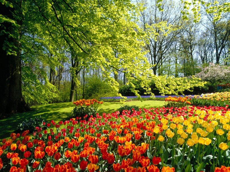 Tulip Fields in Garden — Yellow, Serene, Spring