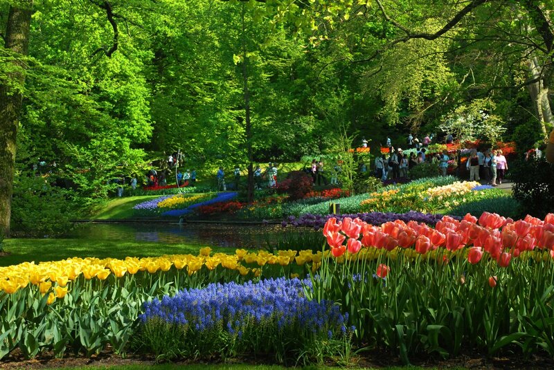 Tulip Fields in Garden — Yellow, Serene