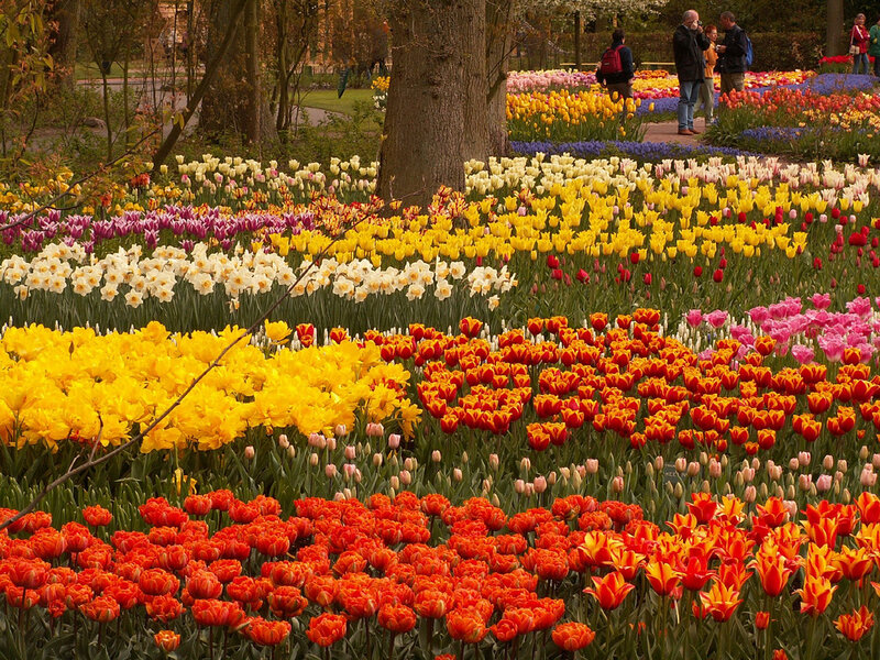 Tulip Fields in Garden — Yellow