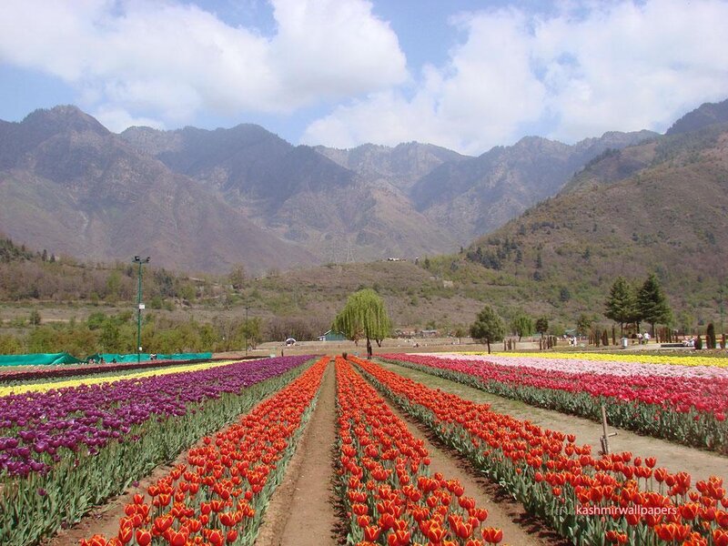 Tulip fields in Kashmir