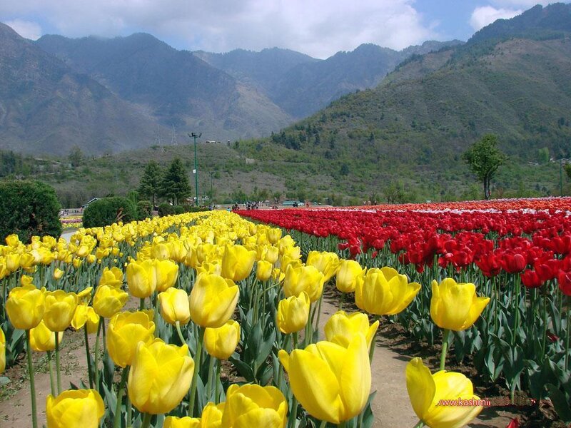Tulip Fields in Mountains