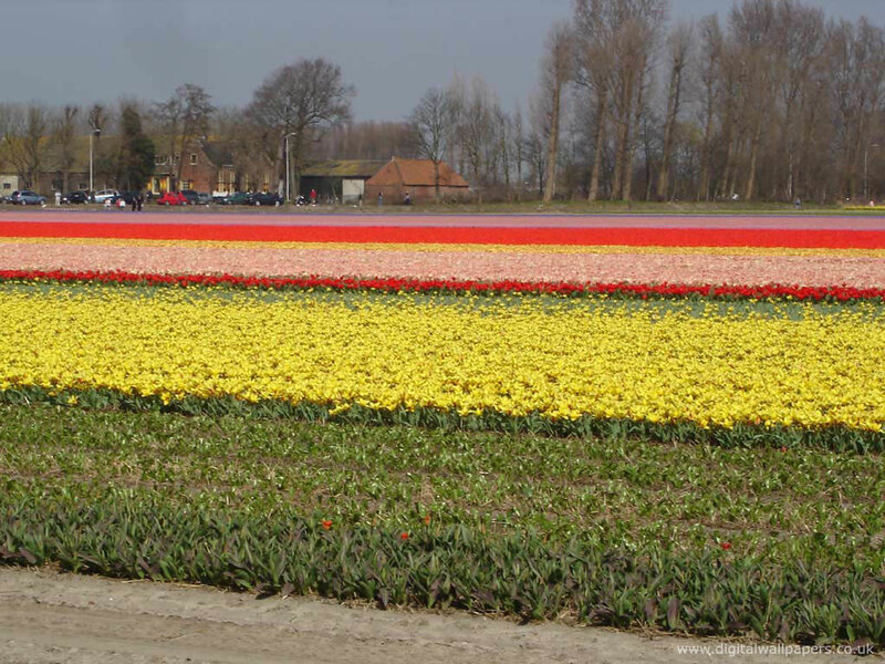 tulip fields in netherlands