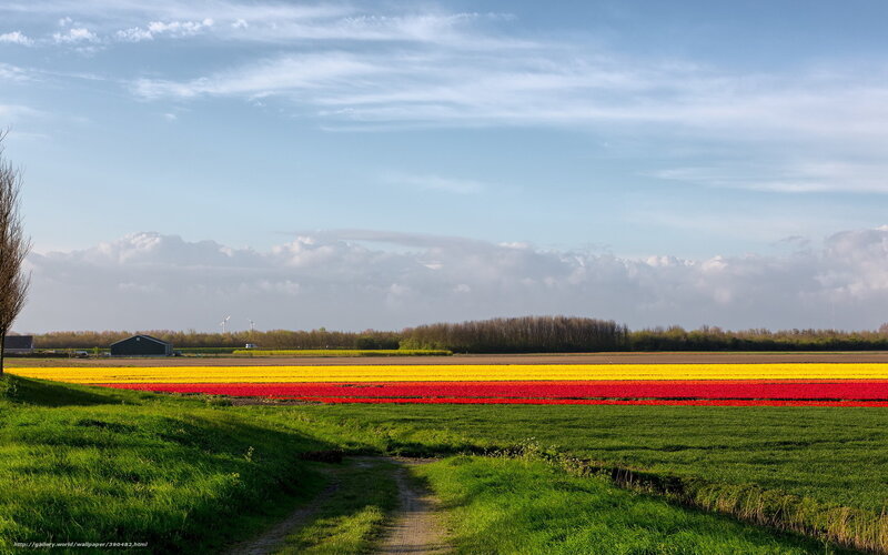 Tulip Fields in Netherlands — Yellow, Serene