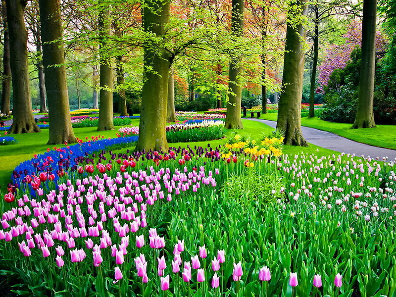 Tulip Fields in Park — Green
