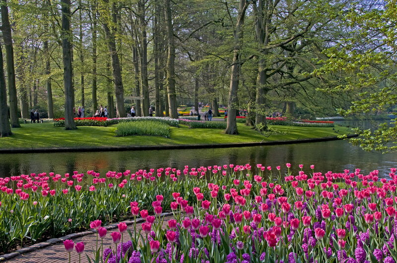 Tulip Fields in Park — Pink