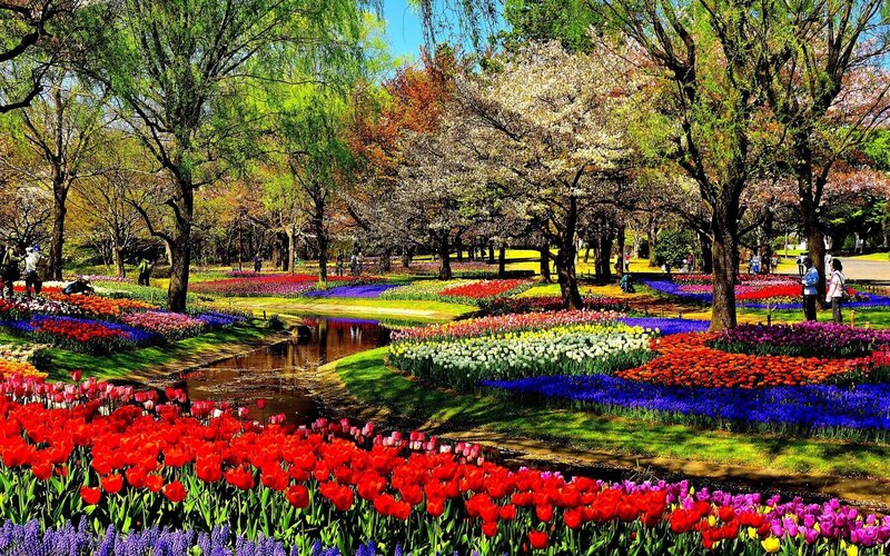 Tulip Fields in Park — Red, Serene, Spring, Photograph, Trees, Flowers