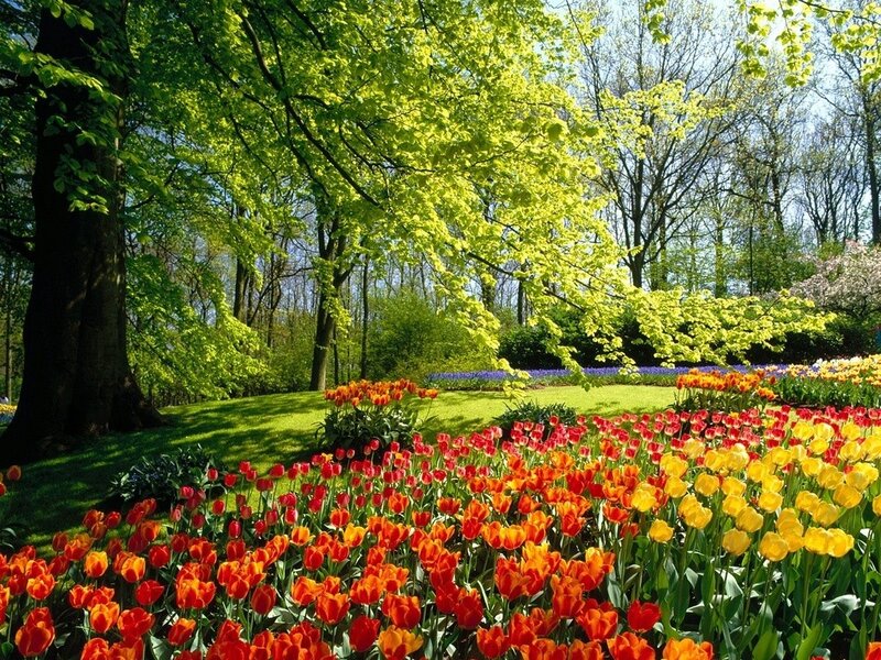 Tulip Fields in Park — Red, Serene, Spring, Photograph, Trees, Grass