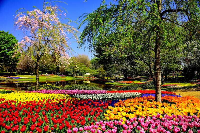 Tulip Fields in Park — Red, Serene, Spring, Photograph, Trees, Pond