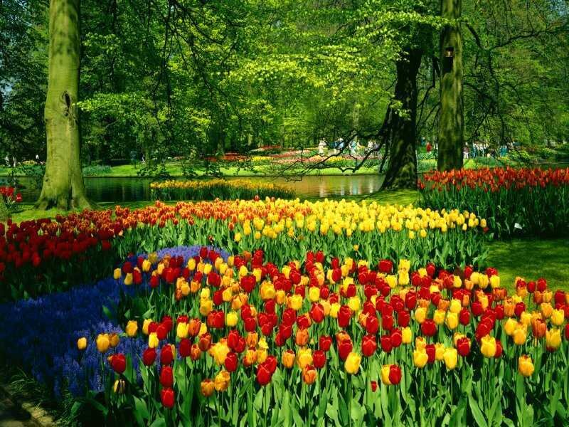 Tulip Fields in Park — Red, Serene, Spring, Photograph, Trees, River