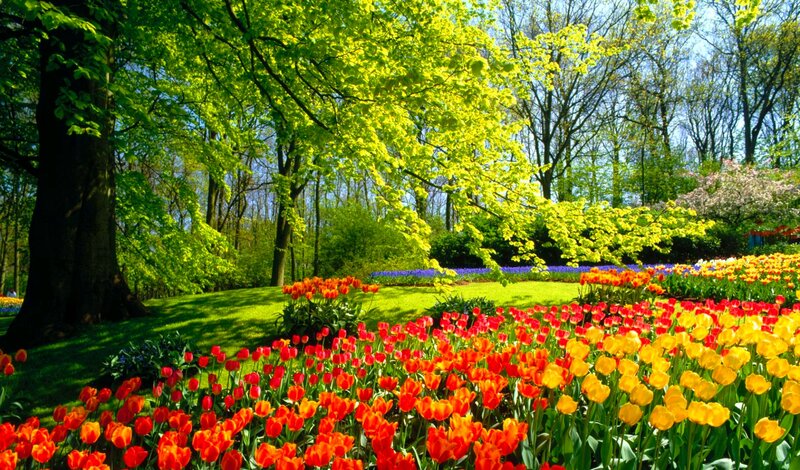 Tulip Fields in Park — Red, Serene, Spring, Photograph, Trees