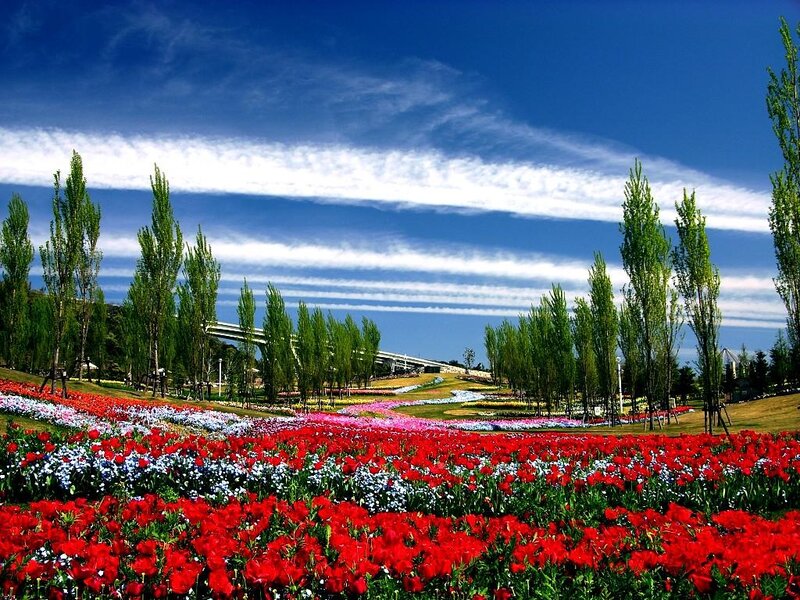 Tulip Fields in Park — Red, Serene