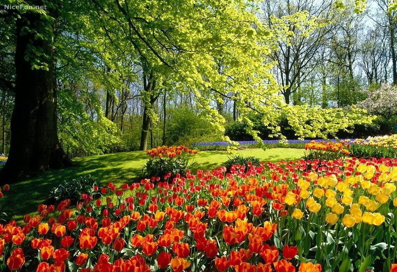 Tulip Fields in Park — Red