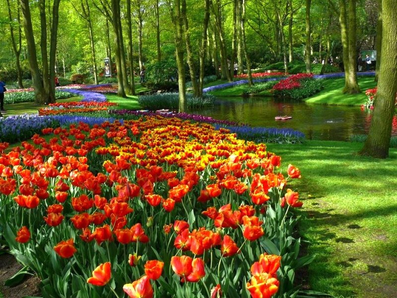 Tulip Fields in Park