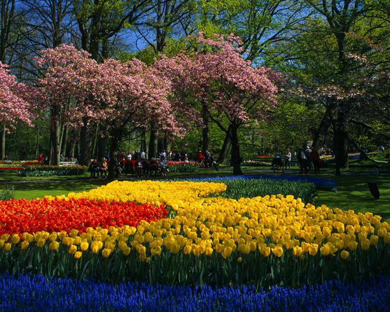 Tulip Fields in Park — Yellow, Serene, Spring