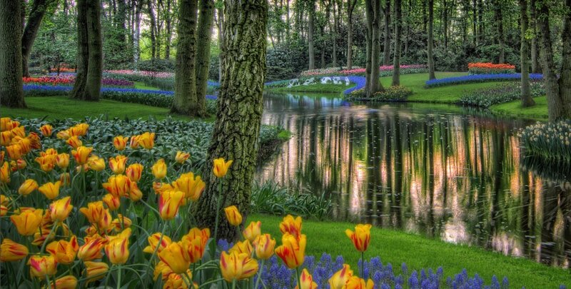 Tulip Fields in Park — Yellow, Serene