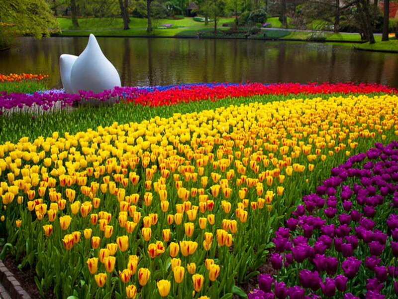 Tulip Fields in Park — Yellow