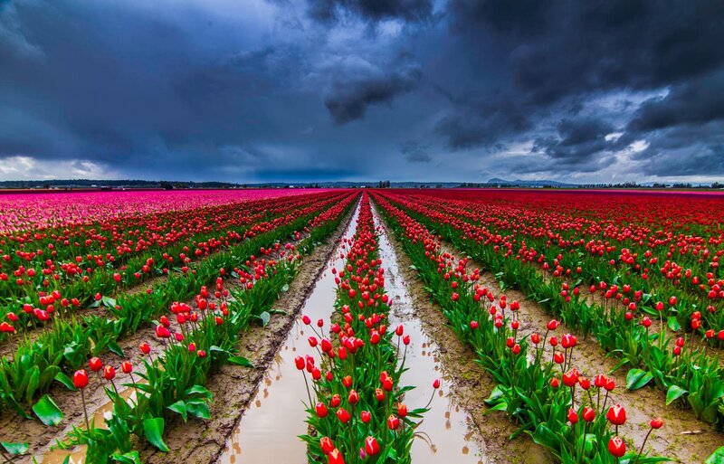 Tulip Fields in Rain