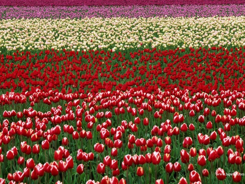 Tulip Fields in Rows