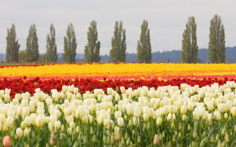 Tulip Fields in Rows — White