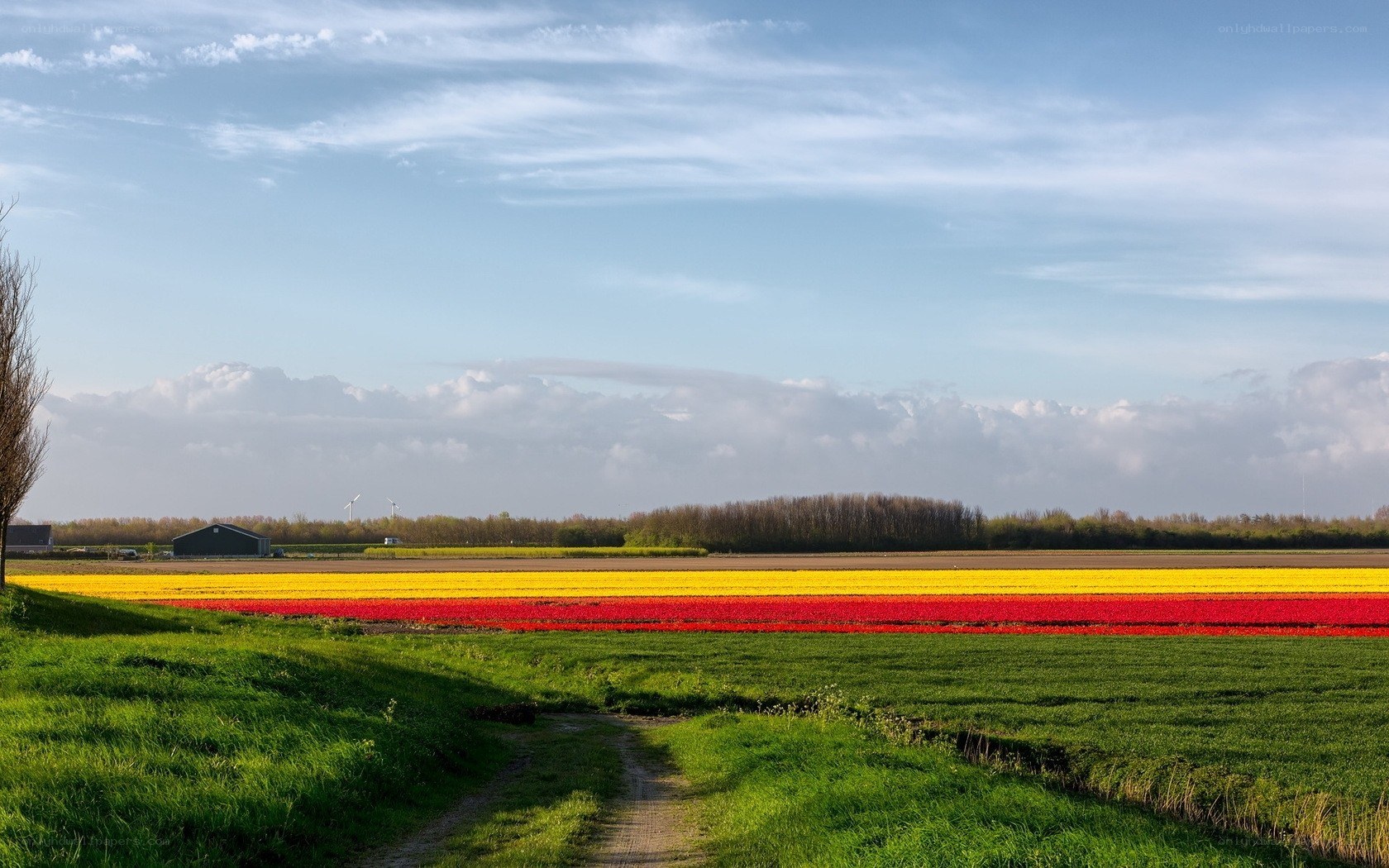 Tulip fields in the Netherlands