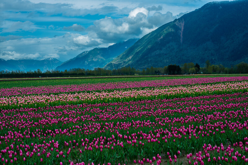 Tulip Fields in Valley — Pink, Dramatic, Spring