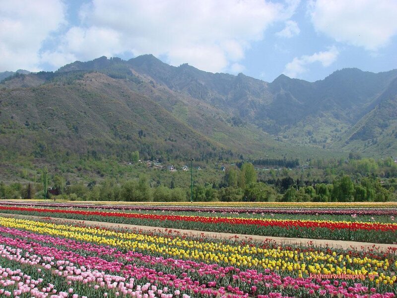 Tulip Fields in Valley — Pink, Serene, Spring, Photograph