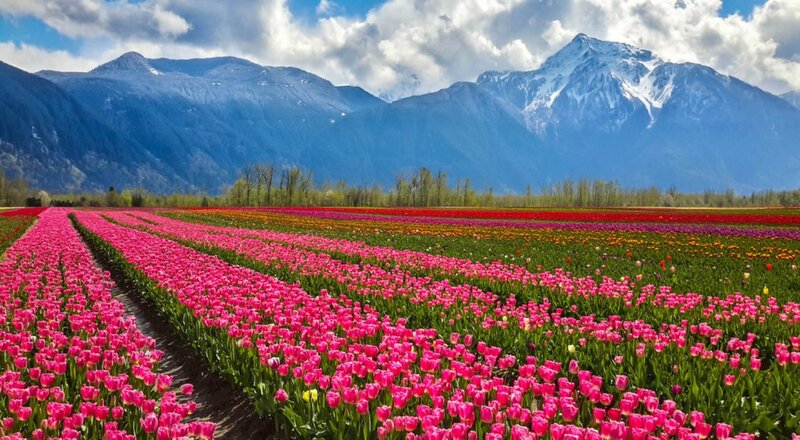 Tulip Fields in Valley — Pink, Serene