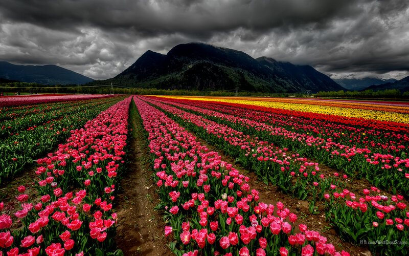 Tulip Fields in Valley — Pink