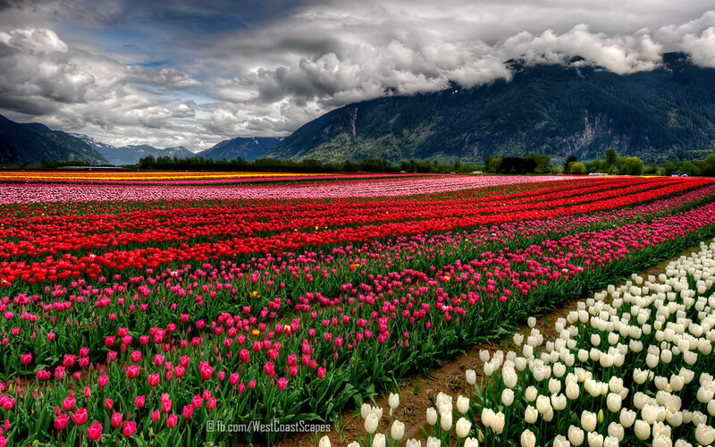 Tulip Fields in Valley — Red