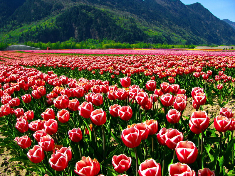 Tulip Fields in Valley