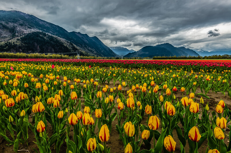 Tulip Fields in Valley — Yellow, Dramatic