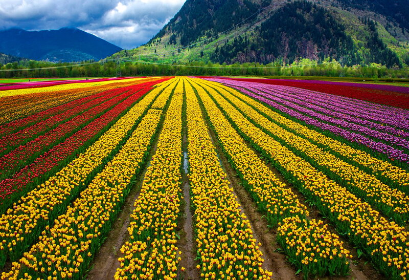 Tulip Fields in Valley — Yellow