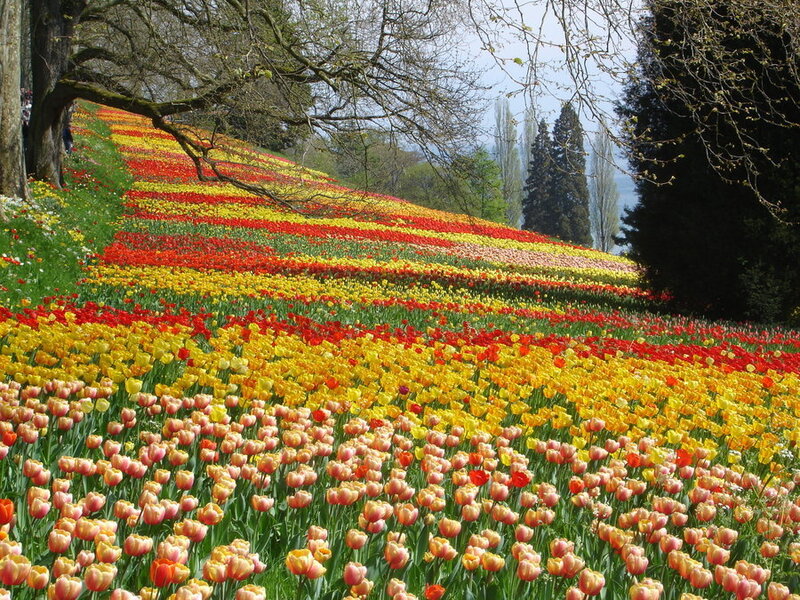 Tulip Fields on a Hill