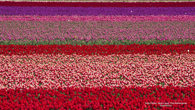 Tulip Fields