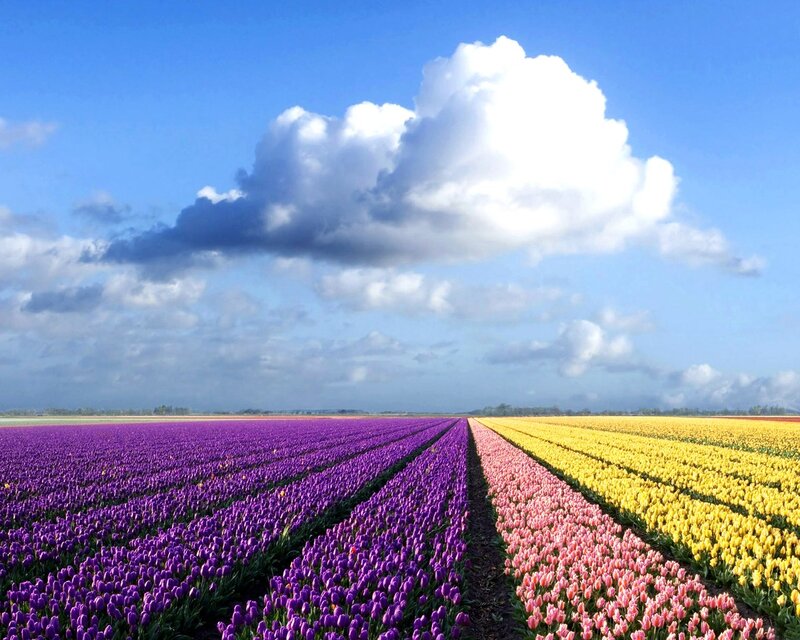 Tulip Fields under Cloud