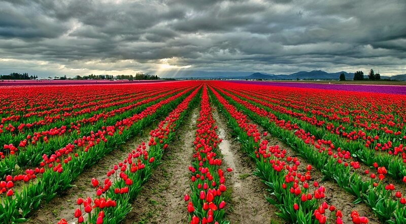 Tulip Fields under Stormy Sky — Red