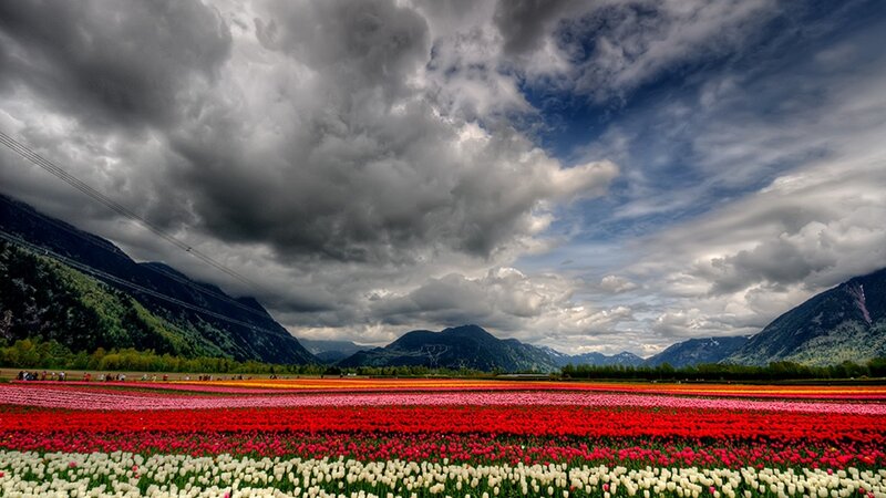 Tulip fields under stormy sky