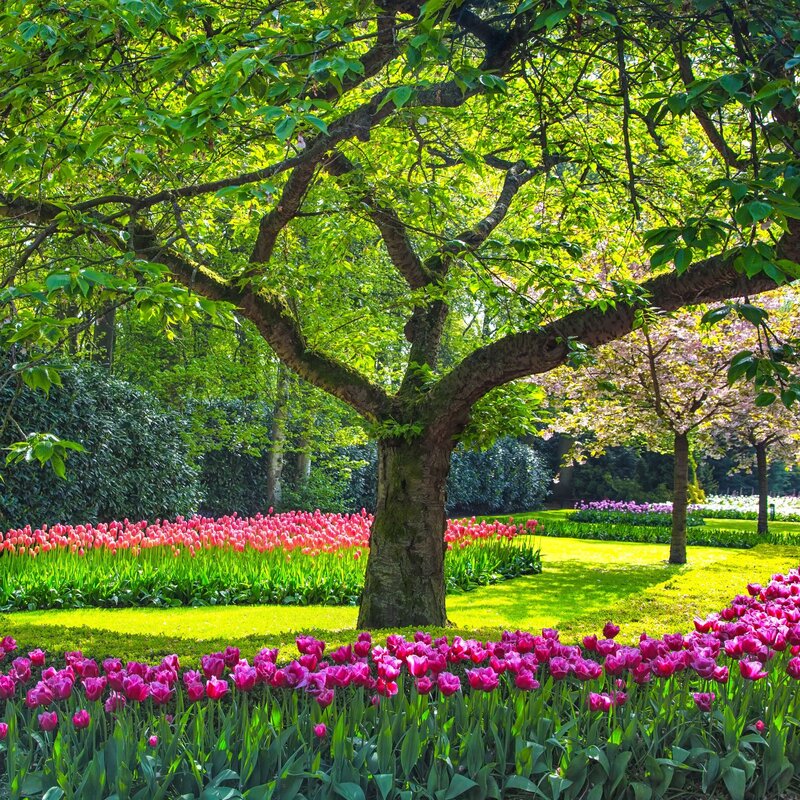 Tulip Fields under Tree