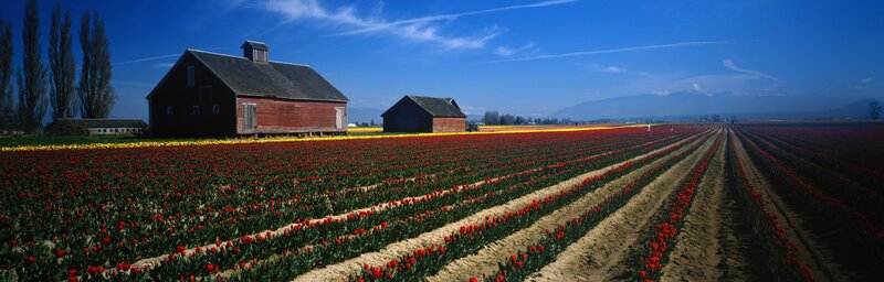 Tulip Fields with Barn