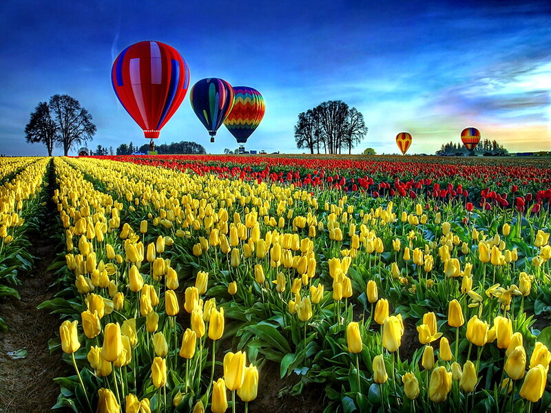 Tulip Fields with Hot Air Balloons