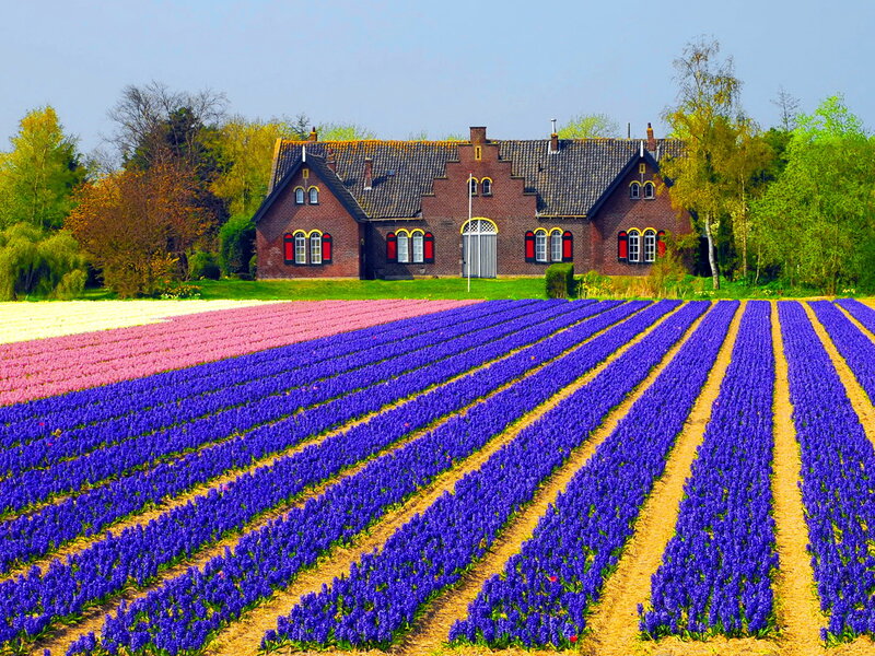 Tulip Fields with House