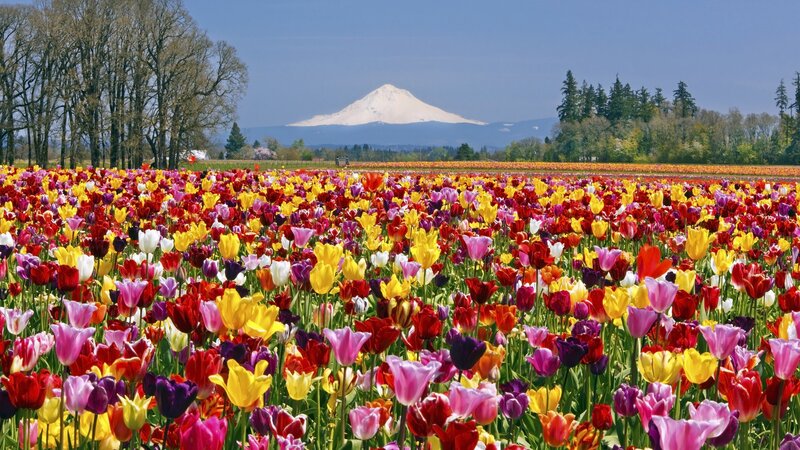 Tulip fields with Mount Hood