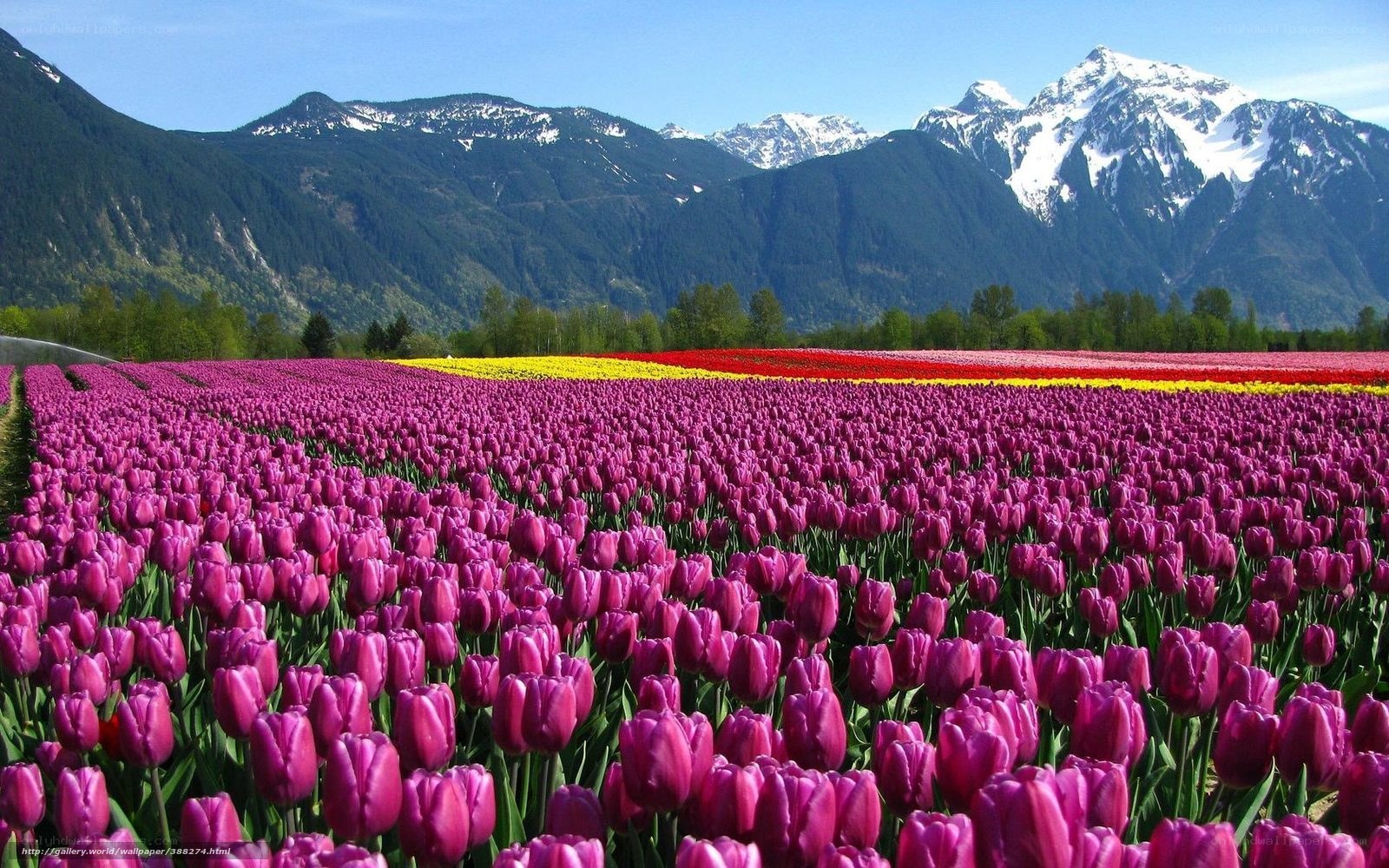 Tulip fields with mountain backdrop