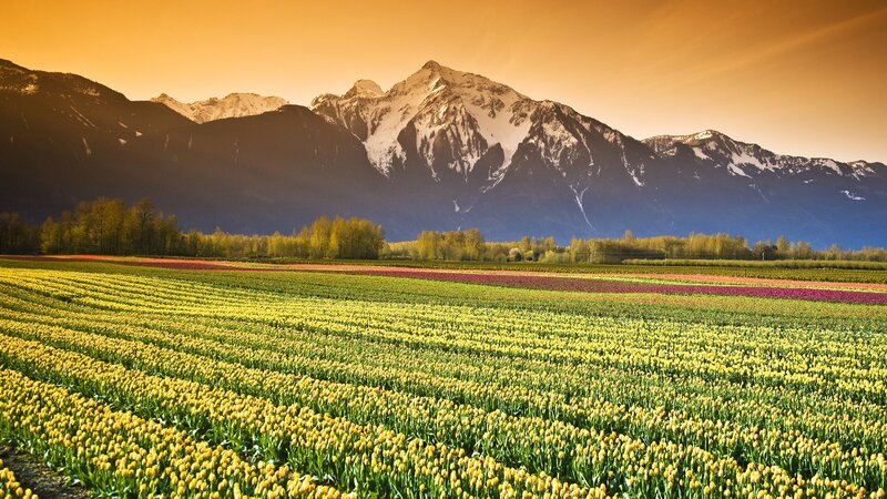 Tulip fields with mountain backdrop