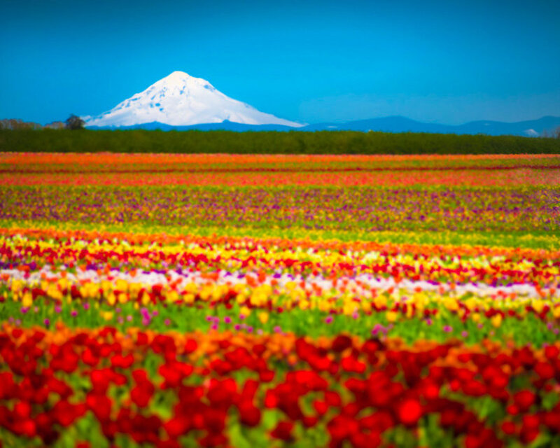 Tulip Fields with Mountain