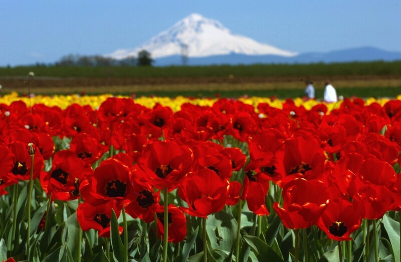 Tulip fields with mountain view