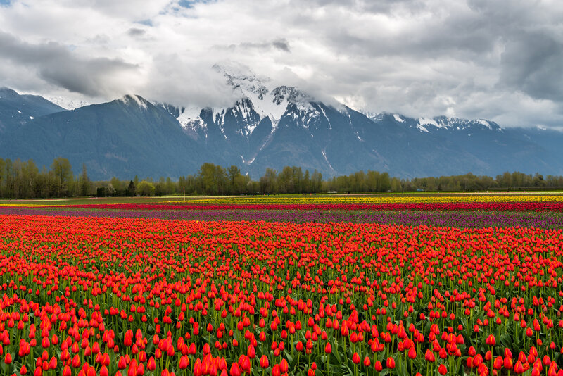 Tulip Fields with Mountains — Red, Serene, Spring