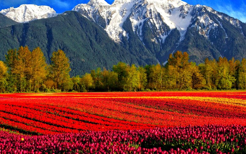 Tulip Fields with Mountains — Red, Serene