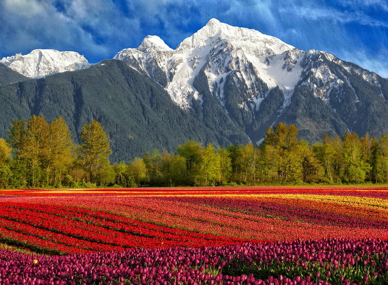 Tulip Fields with Mountains — Red